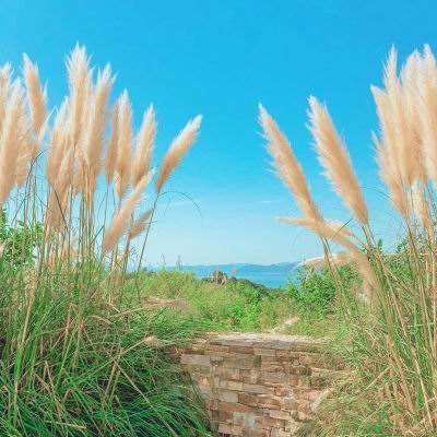 中远海控2025年营收、净利润双降，航运巨头的高股息还能撑多久？